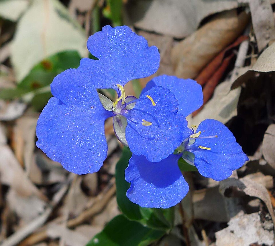 Commelina (dayflowers) (alternate view 2)