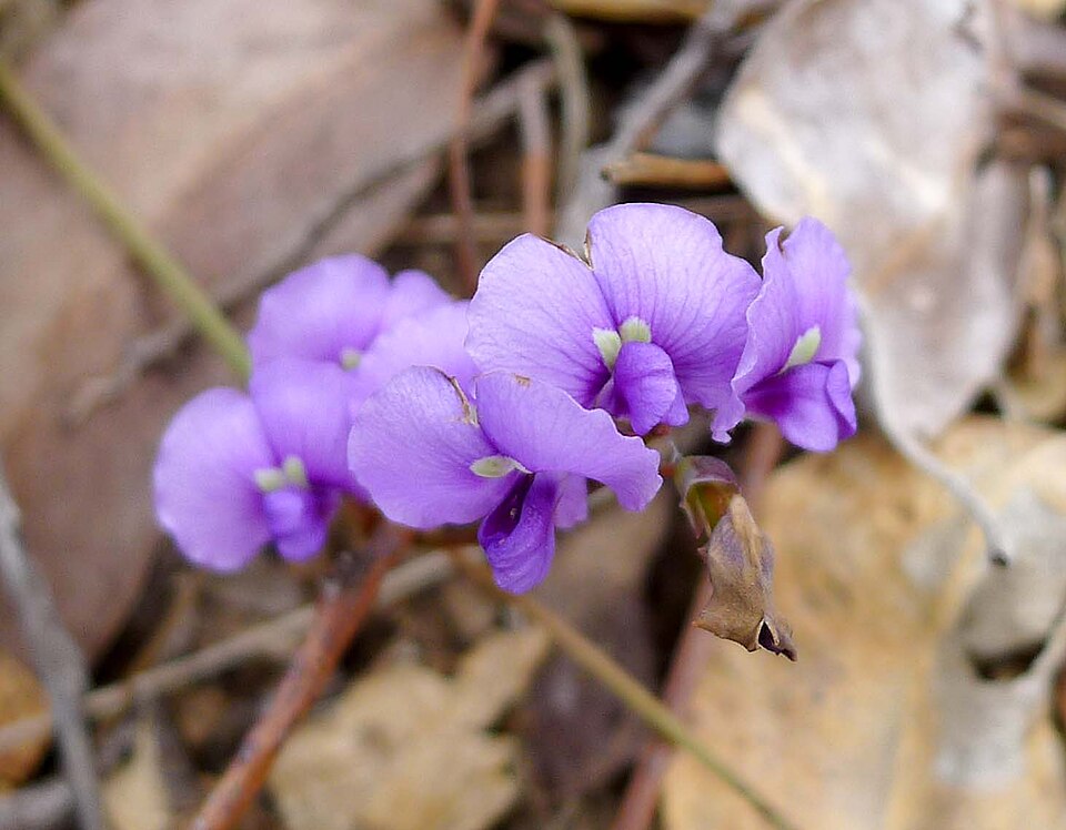 Hovea acutifolia (Purple Bush Pea) (alternate view 7)