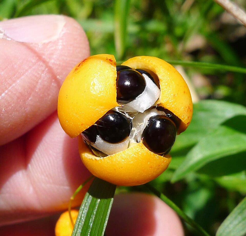 Cupaniopsis anacardioides (Tuckeroo) (alternate view 5)