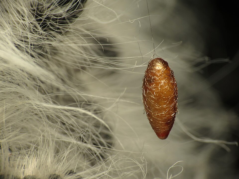 Carya cordiformis (bitternut hickory)