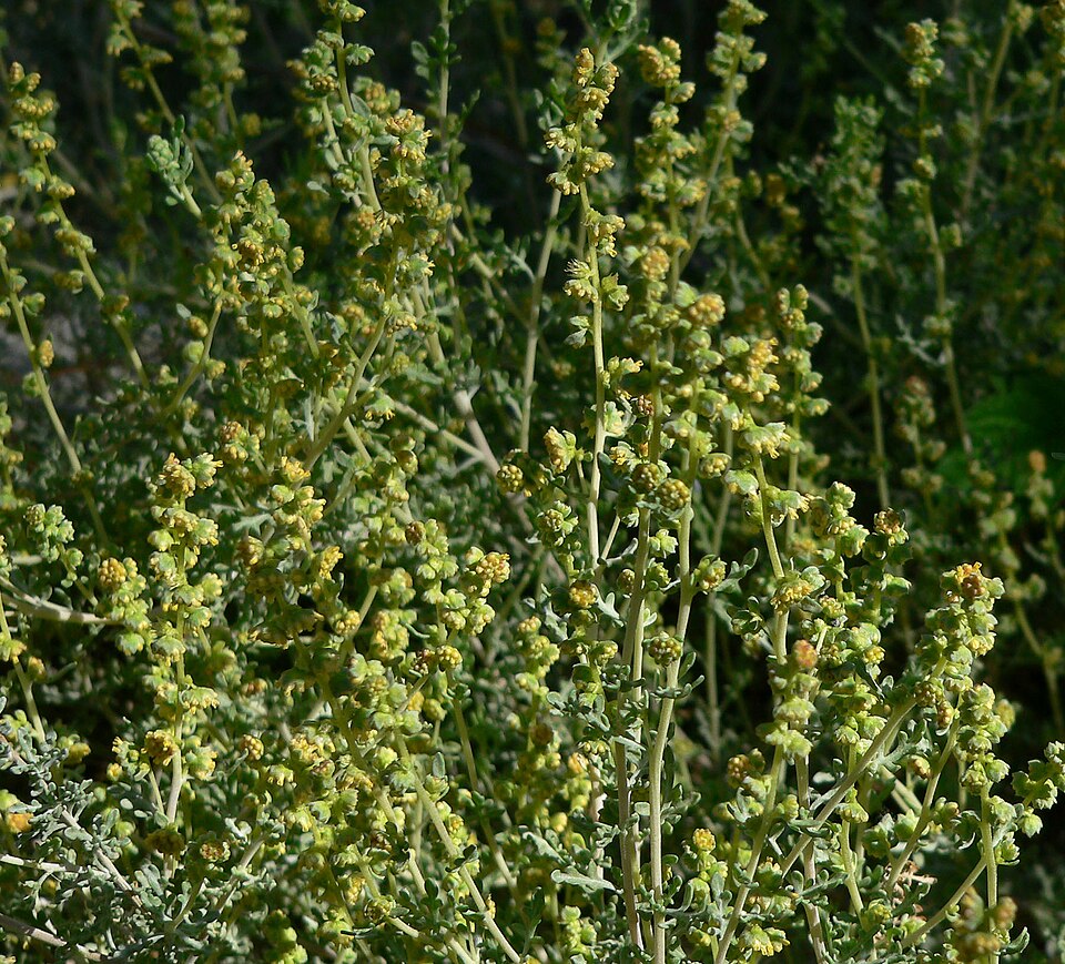 Ambrosia dumosa (Burrobush) (alternate view 10)