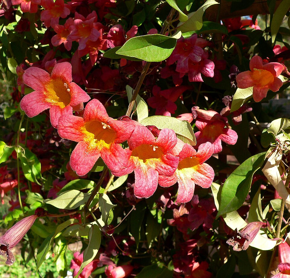 Bignonia capreolata 'Tangerine Beauty' (Tangerine Beauty Crossvine)