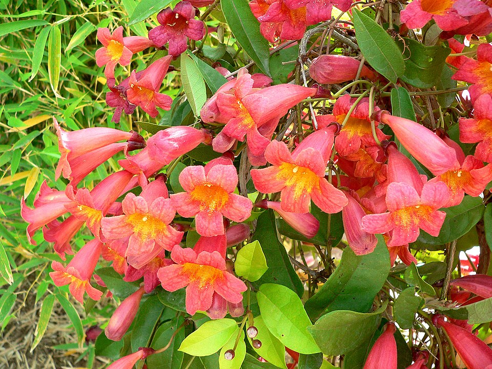 Bignonia capreolata 'Tangerine Beauty' (Tangerine Beauty Crossvine) (alternate view 2)