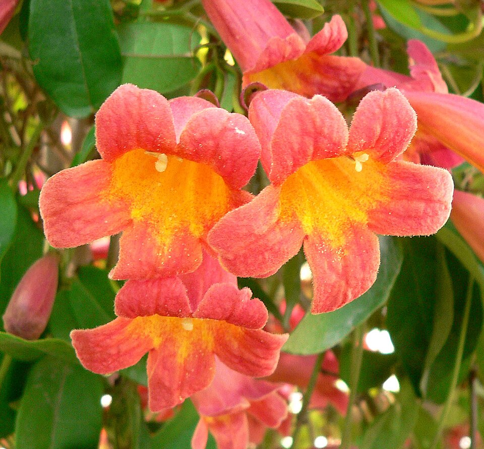 Bignonia capreolata 'Tangerine Beauty' (Tangerine Beauty Crossvine) (alternate view 3)