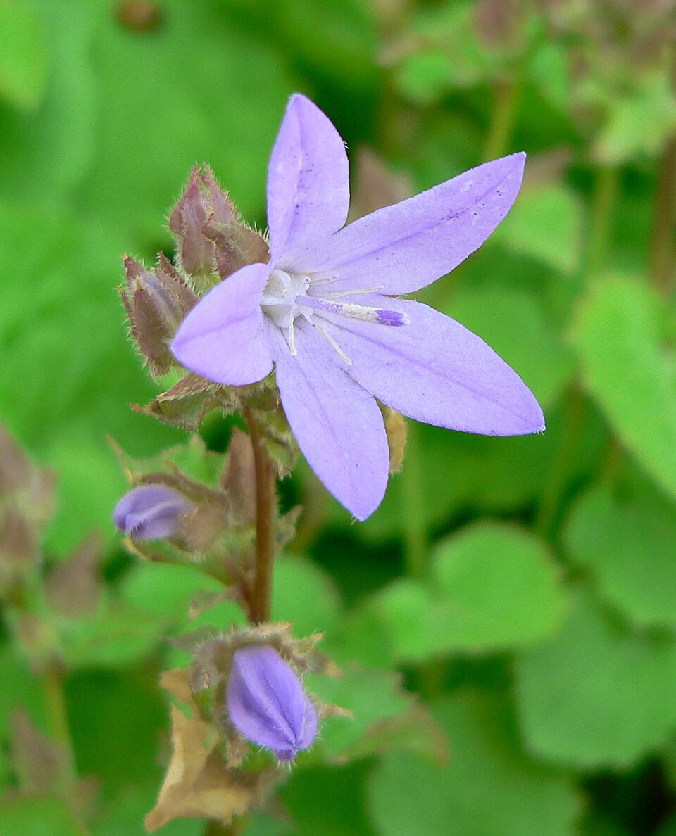 Campanula poscharskyana (Serbian Bellflower) (alternate view 7)
