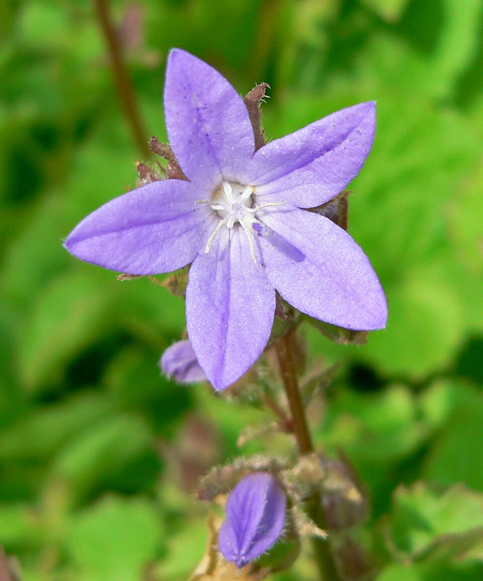 Campanula poscharskyana (Serbian Bellflower) (alternate view 8)
