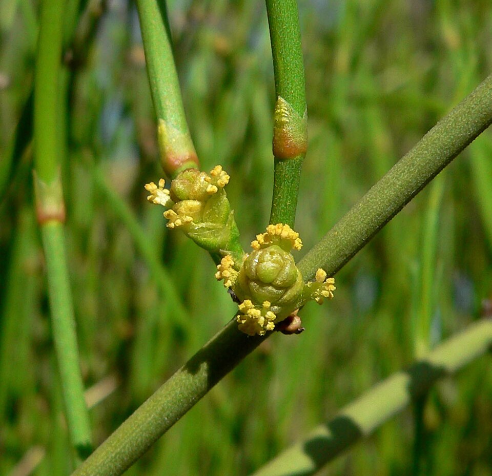 Ephedra viridis (Green Ephedra) (alternate view 5)