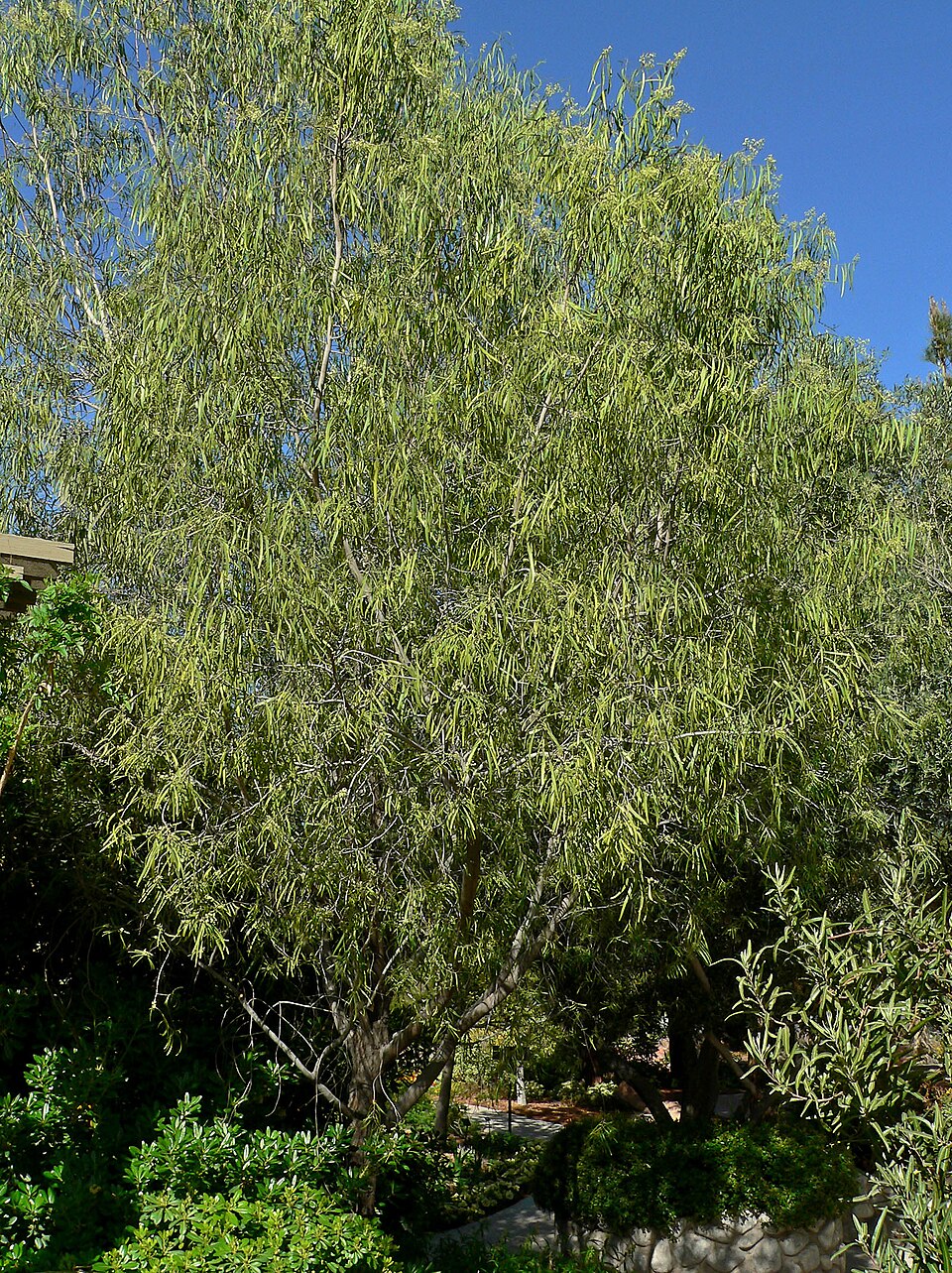 Geijera parviflora (Wilga) (alternate view 8)
