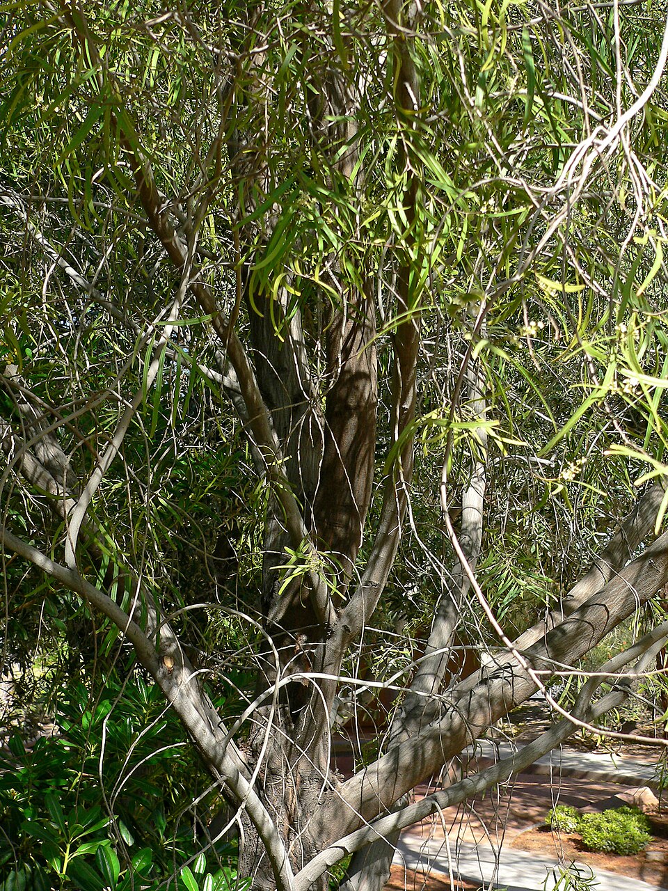 Geijera parviflora (Wilga) (alternate view 9)