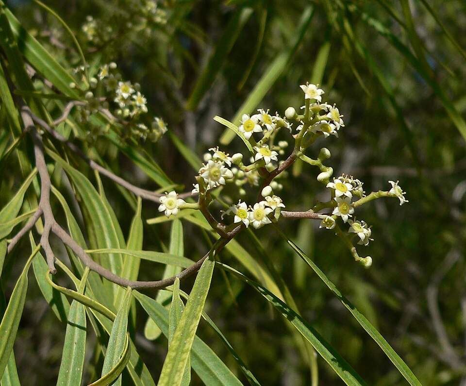 Geijera parviflora (Wilga) (alternate view 10)
