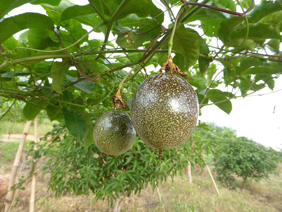 Passiflora edulis (passion fruit) (alternate view 8)