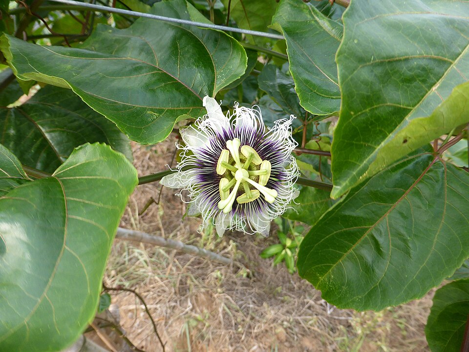 Passiflora edulis (passion fruit) (alternate view 9)