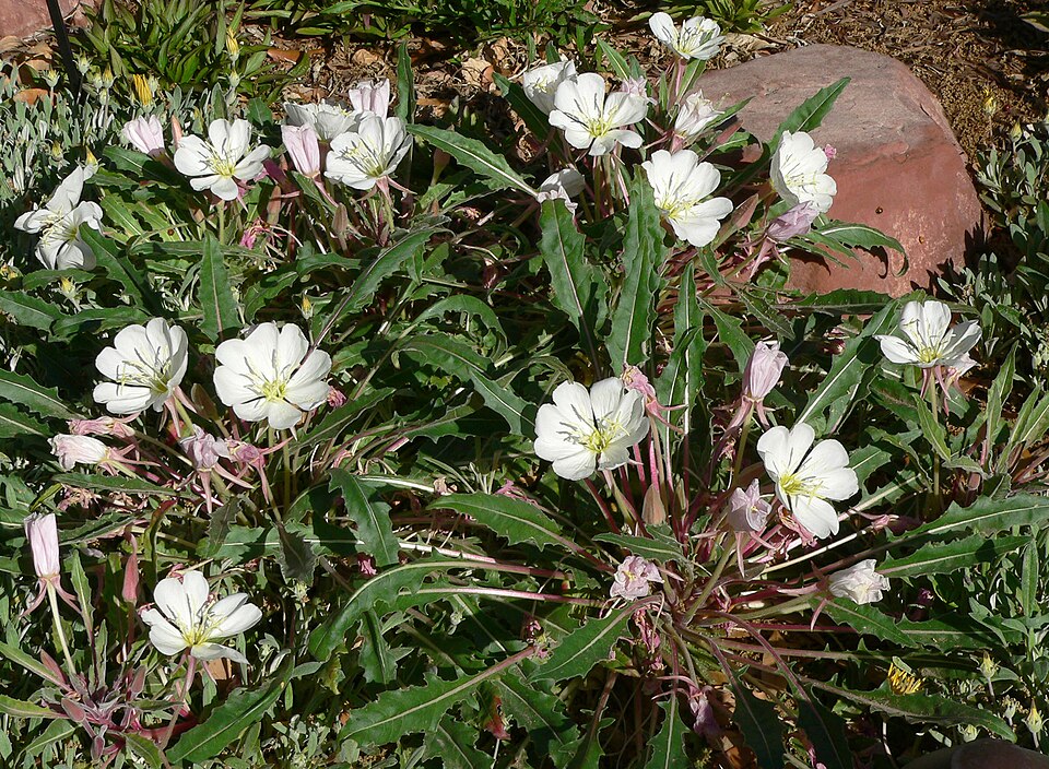 Oenothera cespitosa (fragrant evening primrose) (alternate view 3)