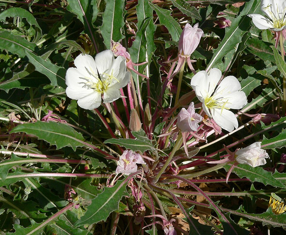 Oenothera cespitosa (fragrant evening primrose) (alternate view 4)