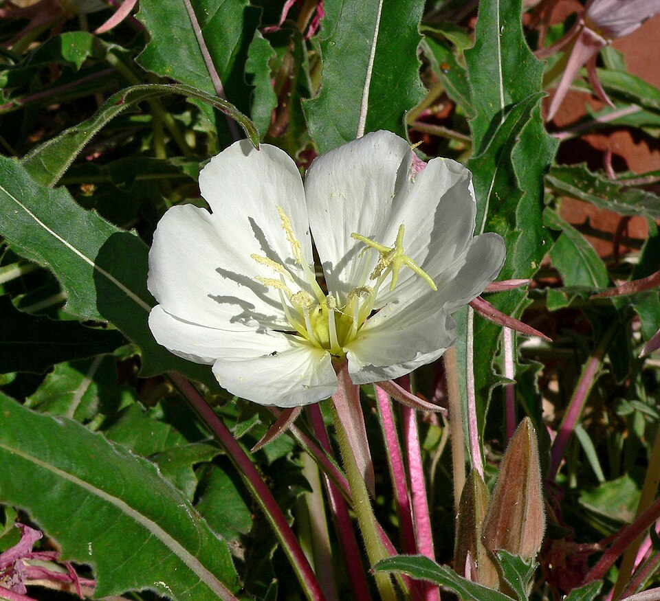 Oenothera cespitosa (fragrant evening primrose) (alternate view 5)