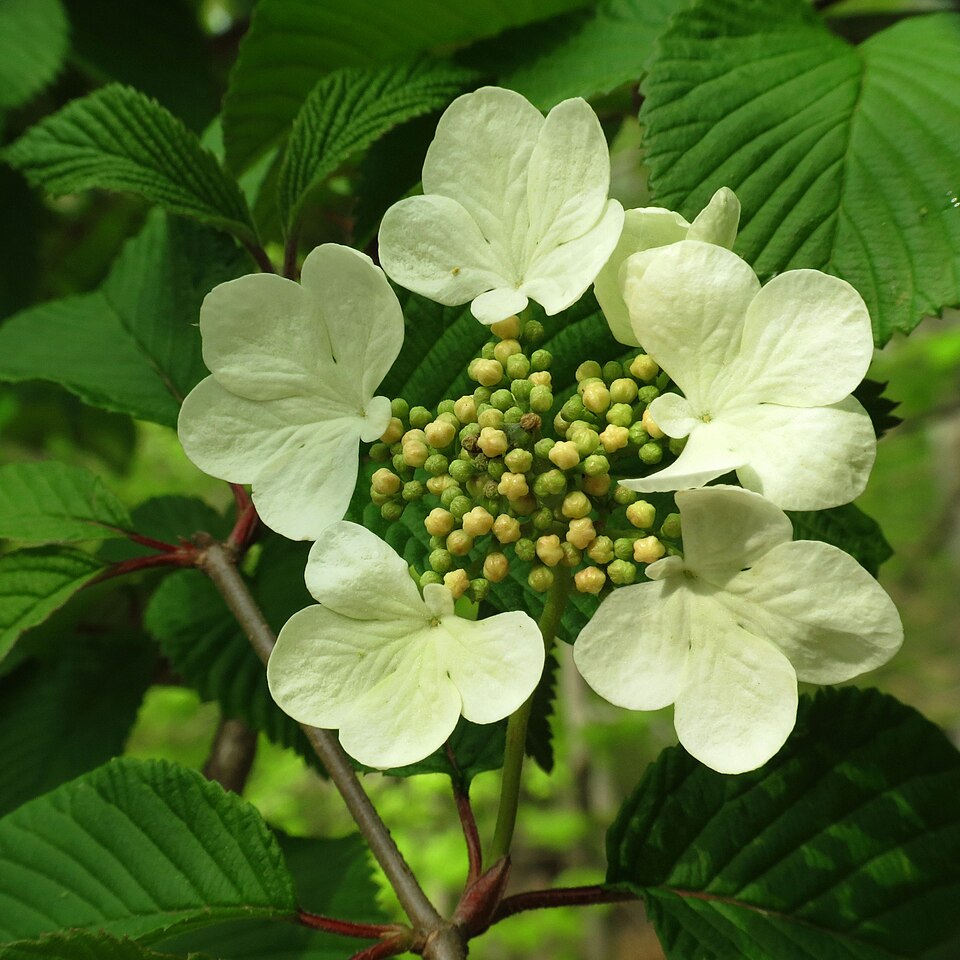 Viburnum plicatum (Japanese Snowball Bush) (alternate view 8)