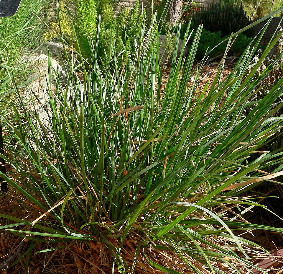 Sesleria heufleriana