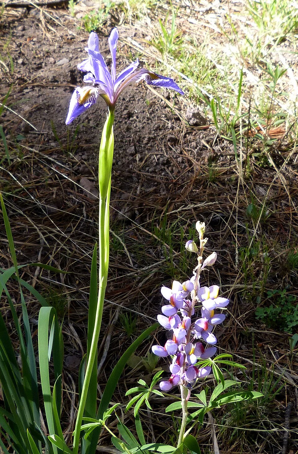 Lupinus sparsiflorus (Coulter's lupine) (alternate view 10)