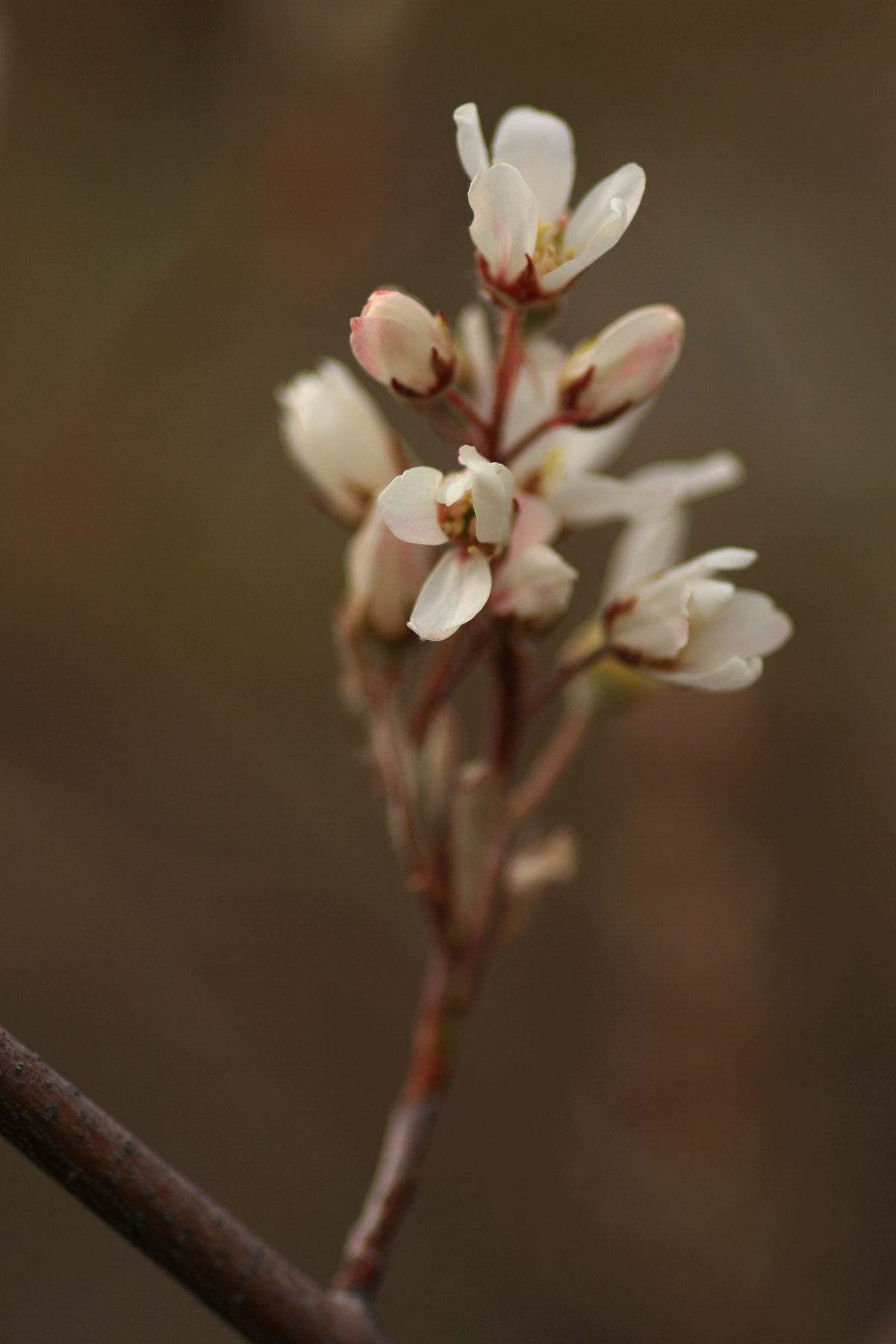 Amelanchier canadensis, Shadblow serviceberry — upright deciduous (Rosaceae) (image 8 of 10)