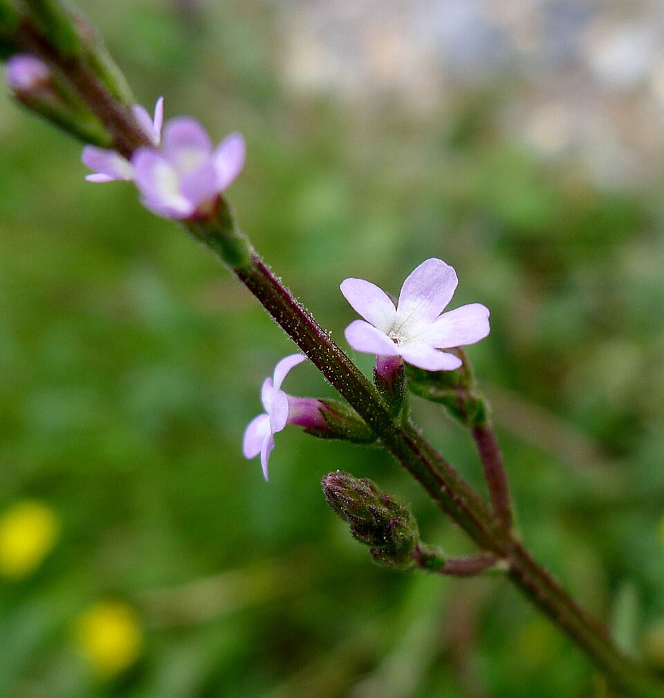 Verbena (vervains) (alternate view 6)