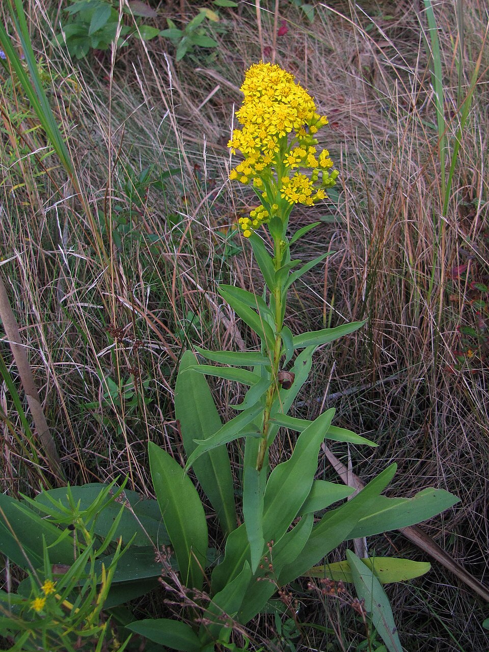 Solidago sempervirens (northern seaside goldenrod) (alternate view 3)