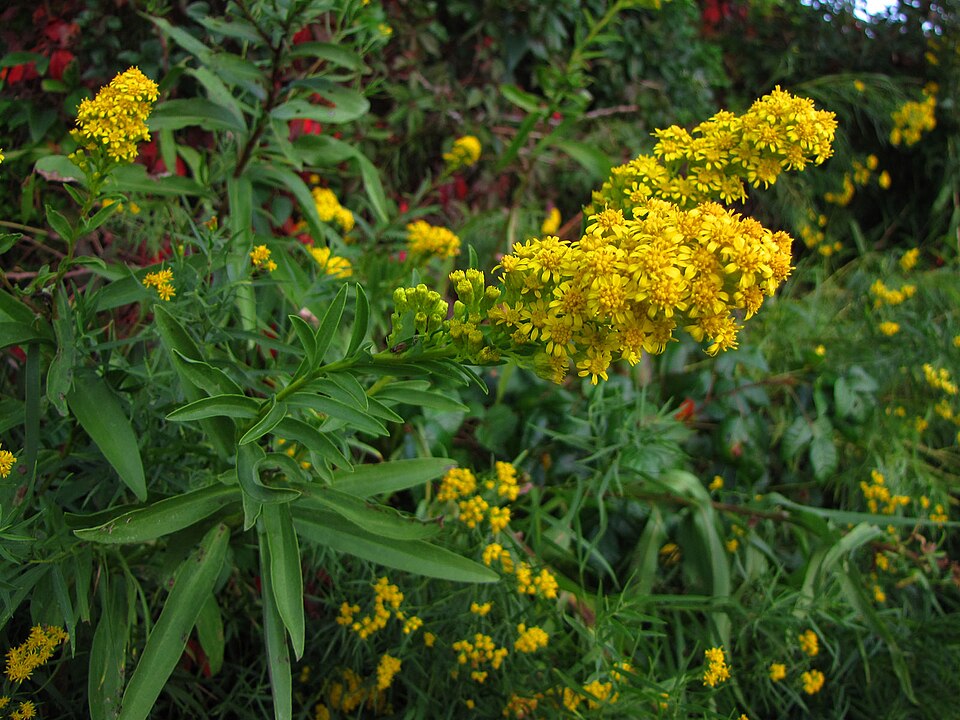 Solidago sempervirens (northern seaside goldenrod) (alternate view 4)