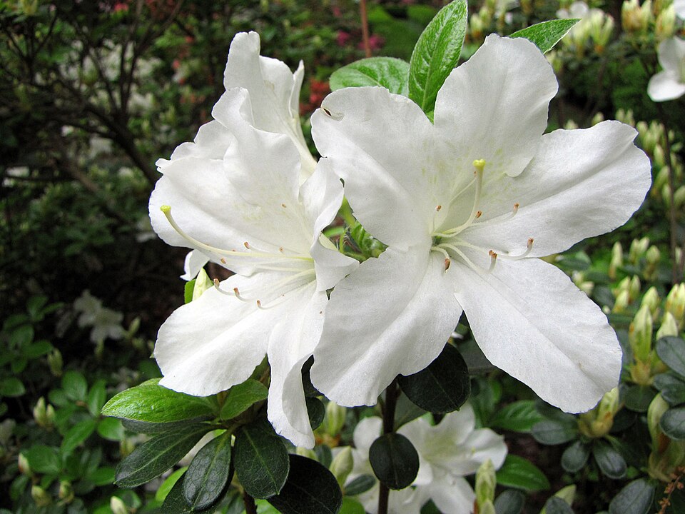 Rhododendron 'Glacier' (Glacier Rhododendron)