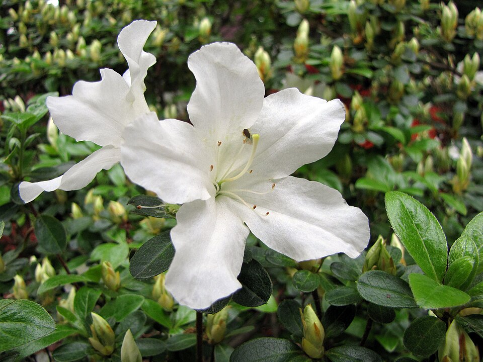 Rhododendron 'Glacier' (Glacier Rhododendron) (alternate view 2)