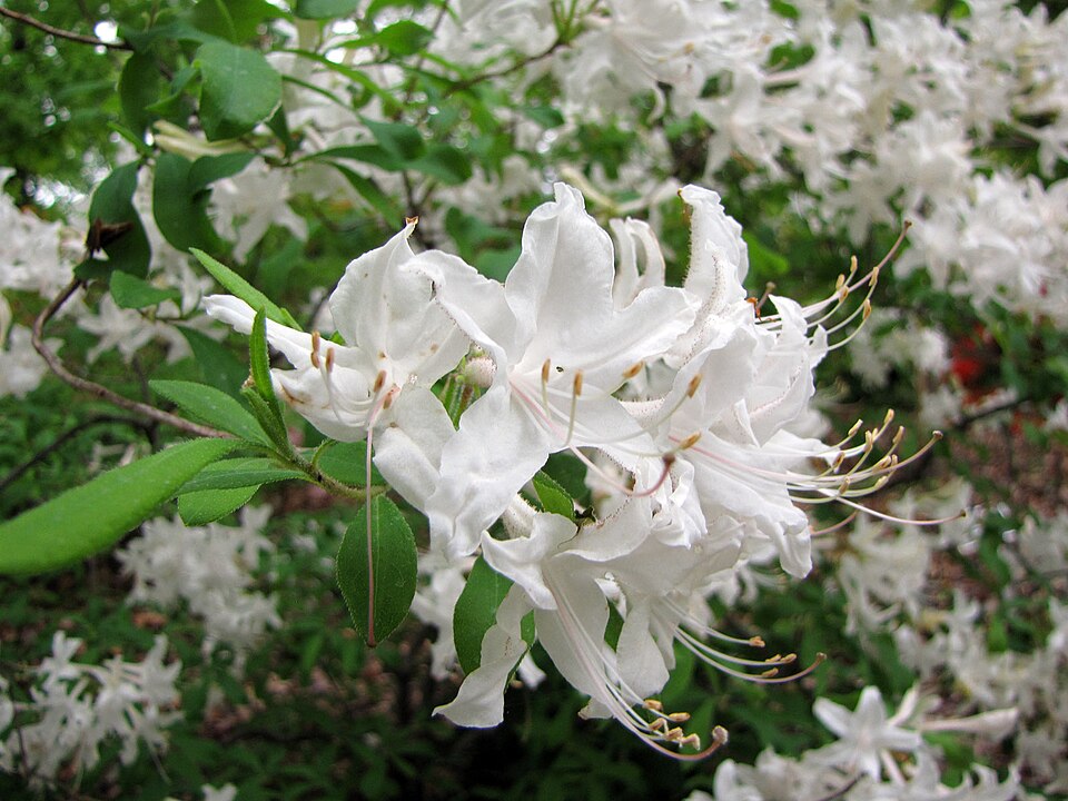 Rhododendron viscosum (swamp azalea) (alternate view 4)