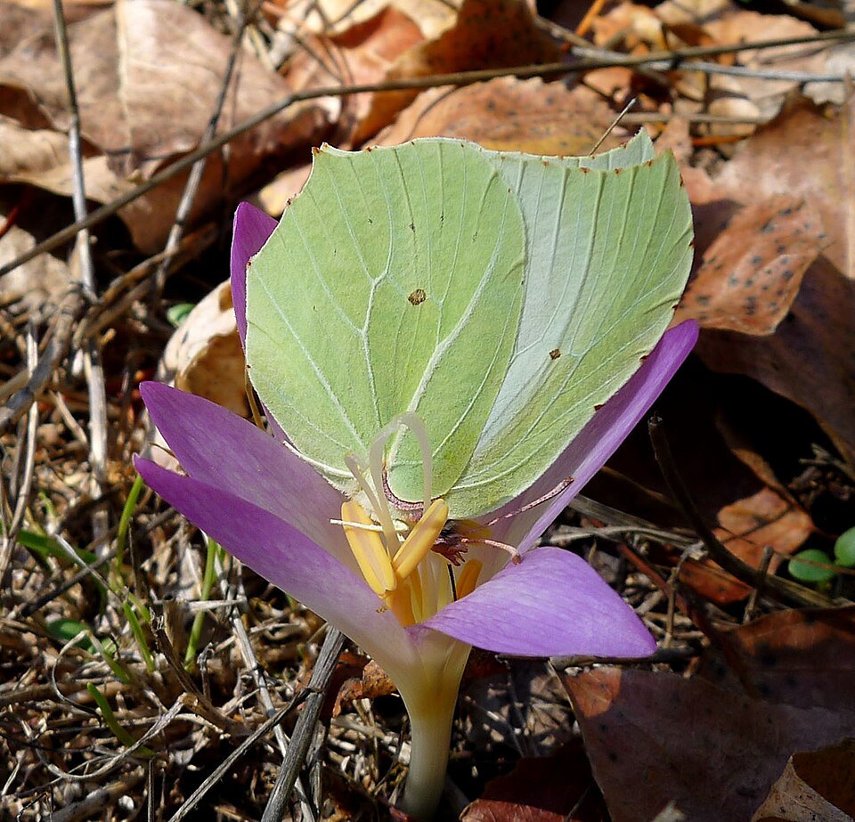 Colchicum (Naked Ladies) (alternate view 2)