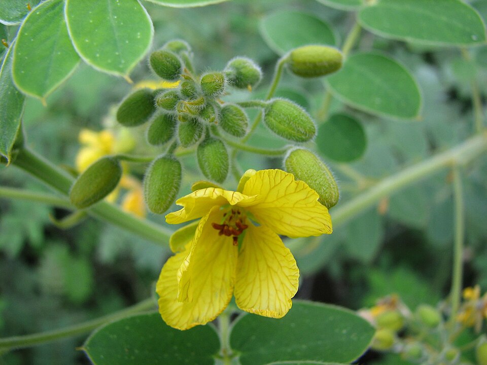 Senna lindheimeriana (Lindheimer's Senna) (alternate view 8)