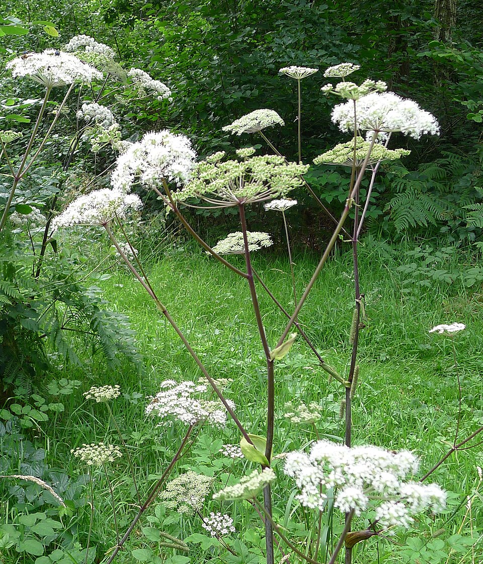 Oenanthe crocata (Hemlock Water-dropwort)