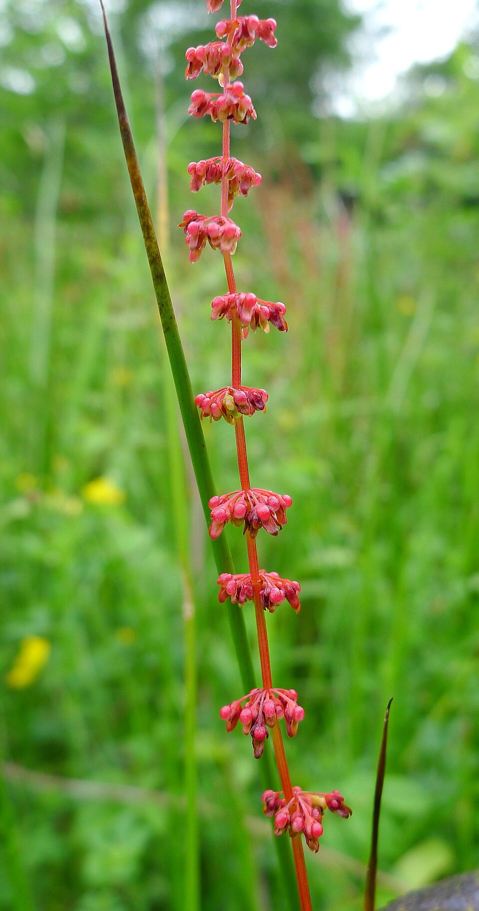 Rumex sanguineus (Wood Dock)