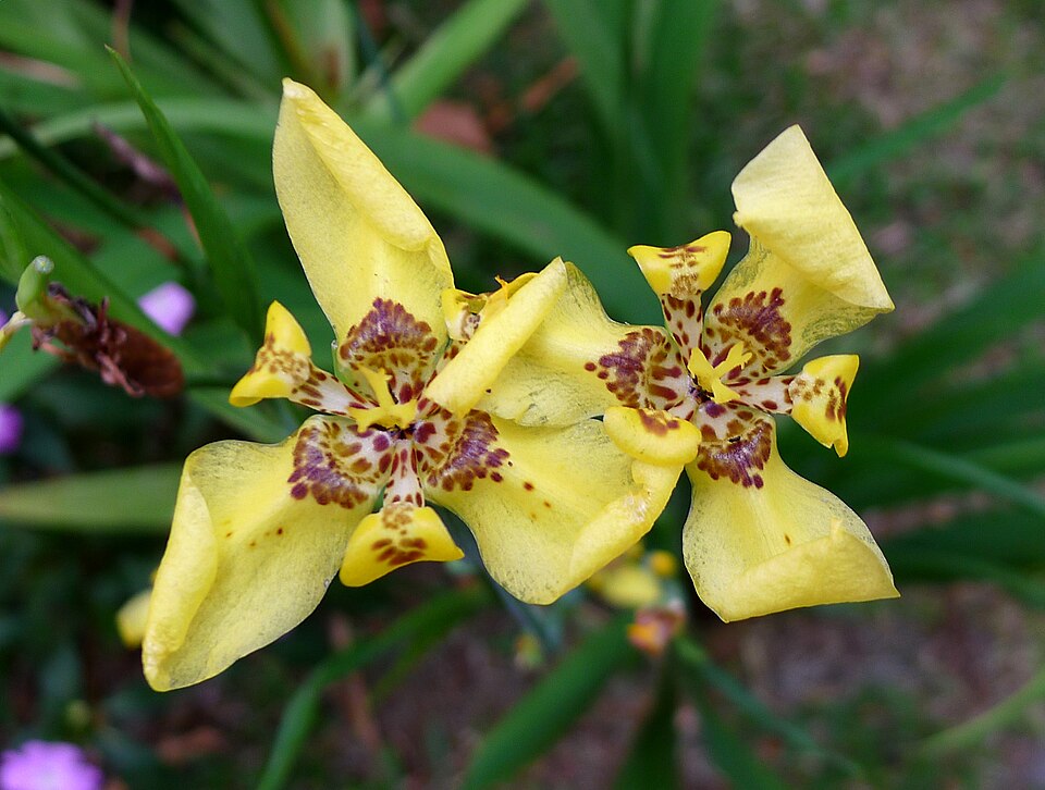Trimezia (Walking Irises) (alternate view 5)
