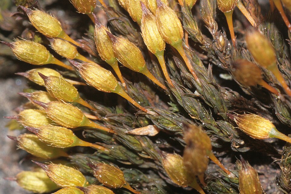 Orthotrichum anomalum (Anomalous Bristle-moss)