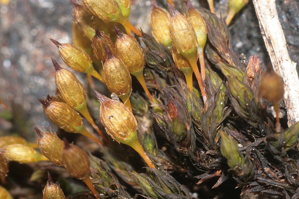 Orthotrichum anomalum (Anomalous Bristle-moss)