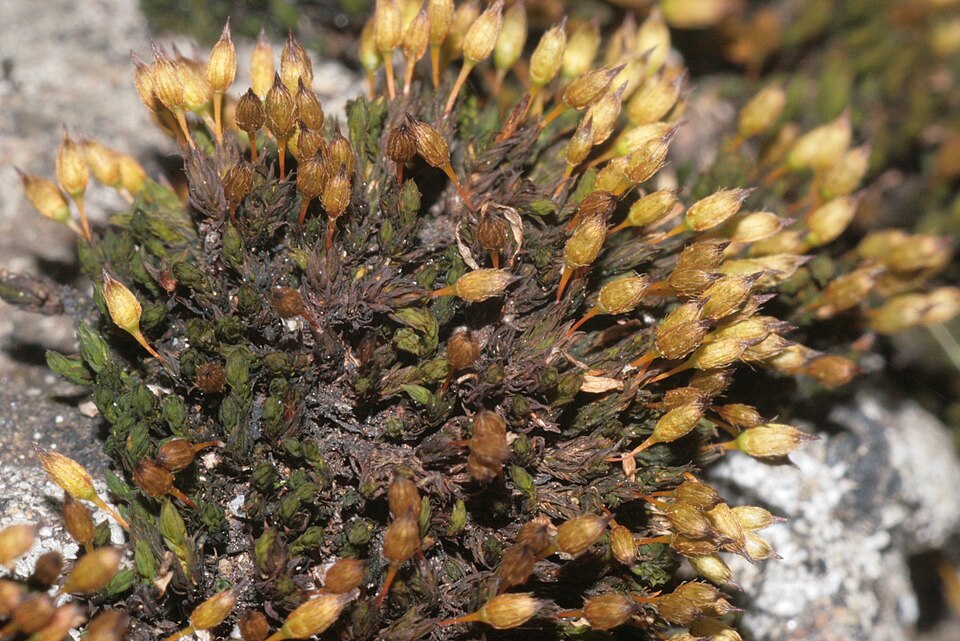 Orthotrichum anomalum (Anomalous Bristle-moss)
