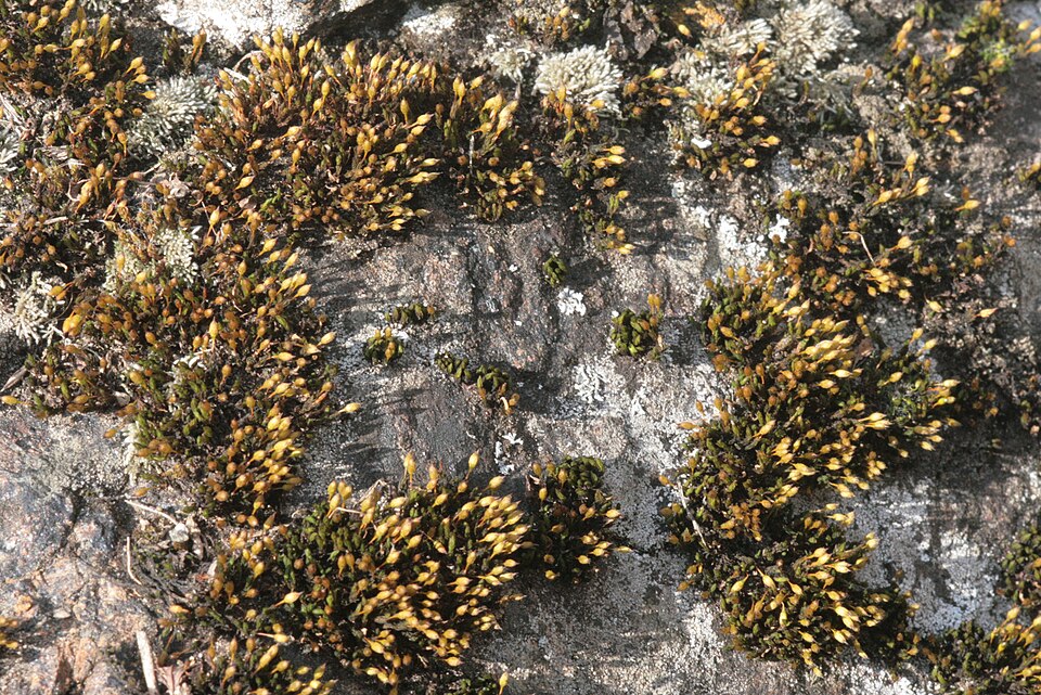 Orthotrichum anomalum (Anomalous Bristle-moss)