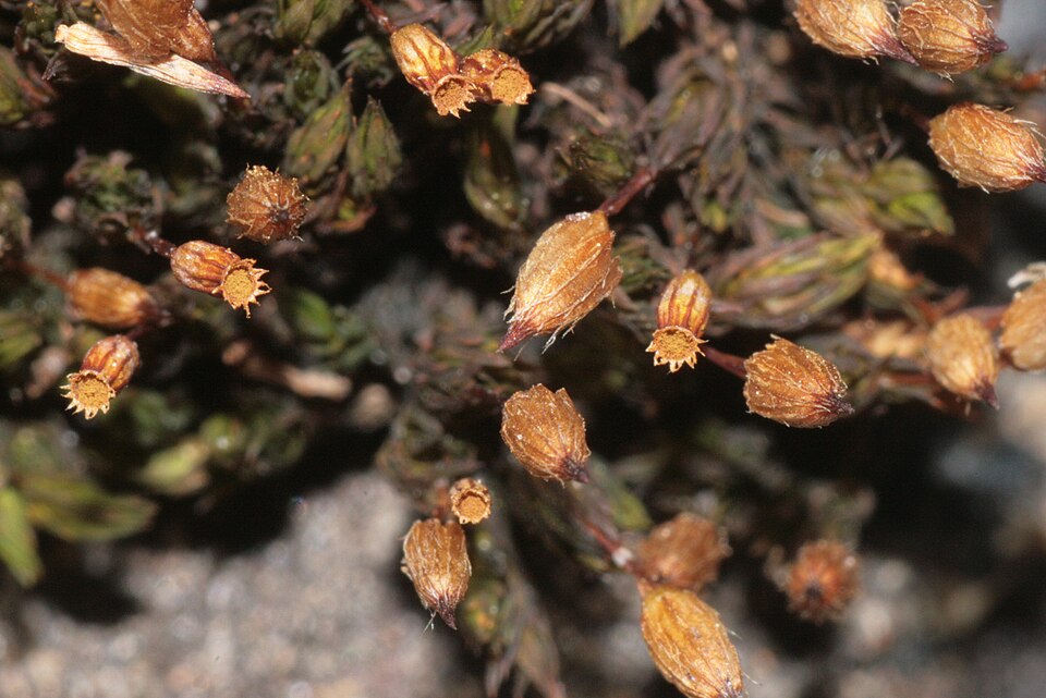 Orthotrichum anomalum (Anomalous Bristle-moss)