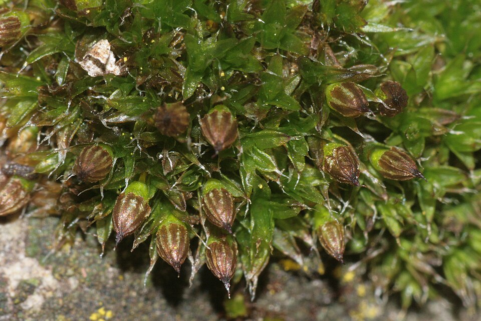 Orthotrichum diaphanum (White-tipped Bristle-moss)