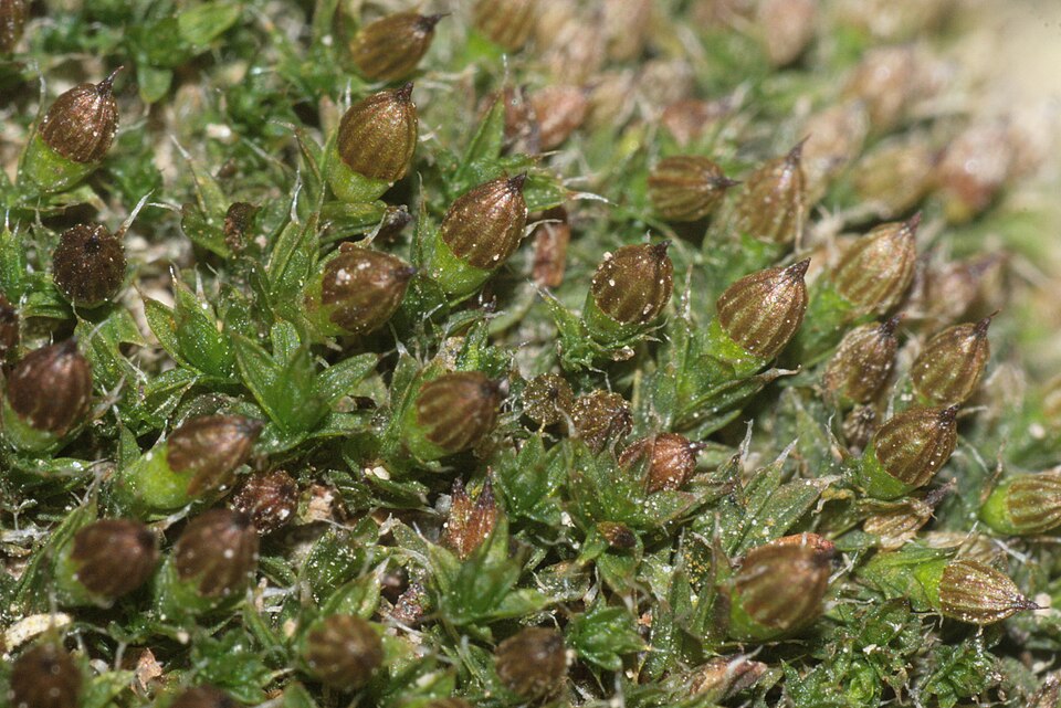 Orthotrichum diaphanum (White-tipped Bristle-moss)