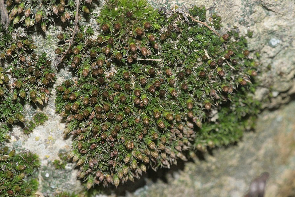 Orthotrichum diaphanum (White-tipped Bristle-moss)