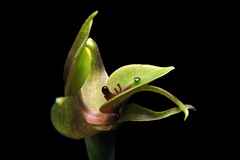 Chiloglottis valida (large bird-orchid)