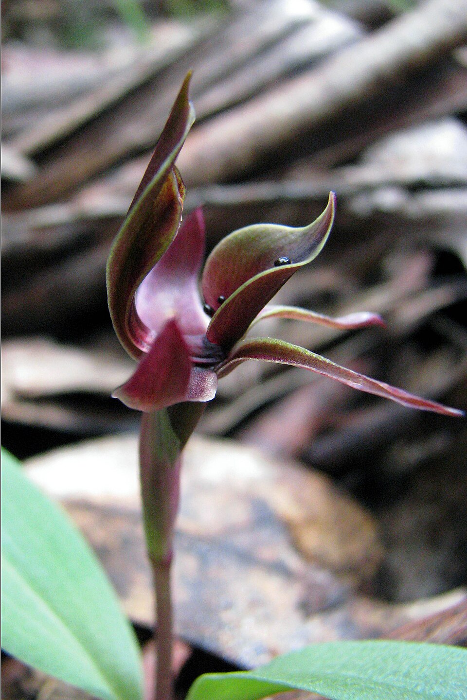 Chiloglottis valida (large bird-orchid) (alternate view 2)