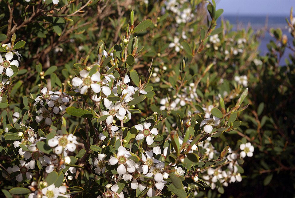 Gaudium laevigatum (Coast Teatree) (alternate view 2)
