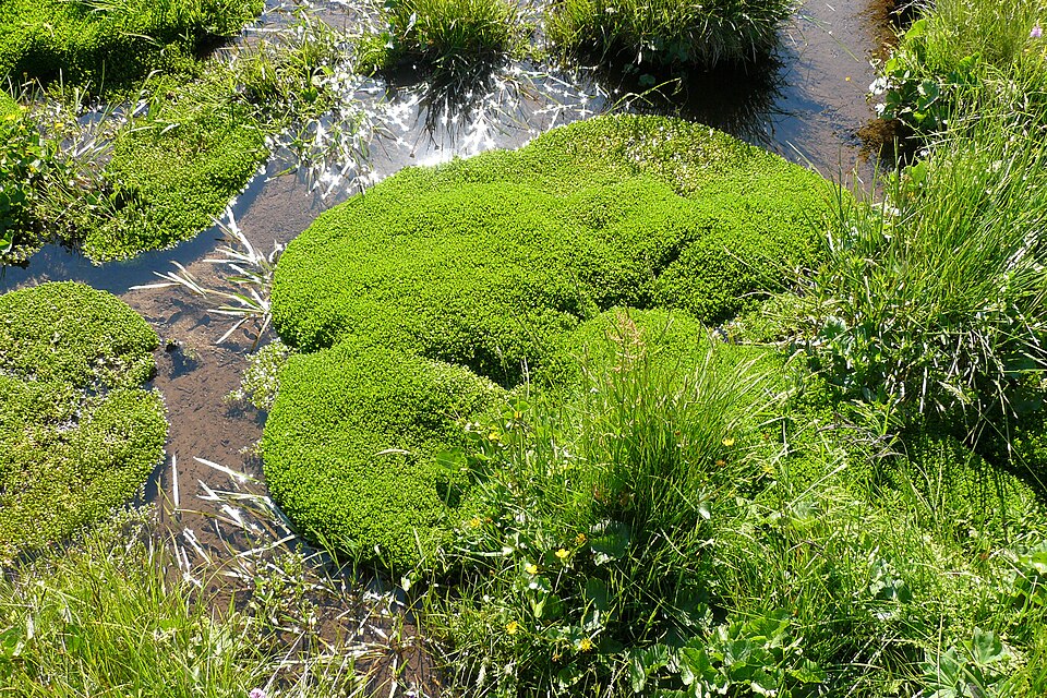 Montia fontana (blinks)