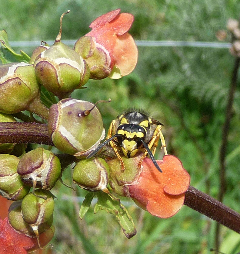 Scrophularia (figworts) (alternate view 3)