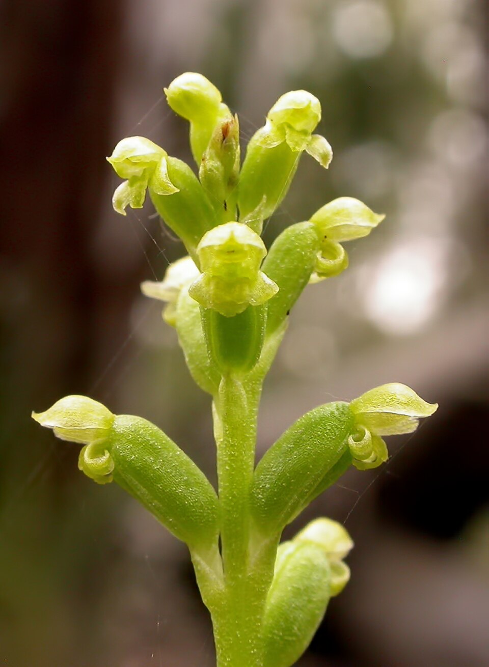 Microtis parviflora (slender onion-orchid) (alternate view 5)