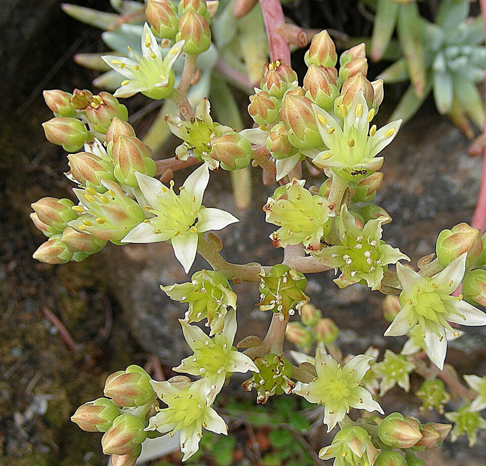 Dudleya edulis (Fingertips) (alternate view 10)