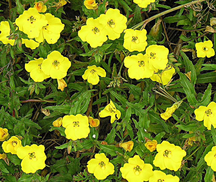 Camissoniopsis bistorta (California sun cup) (alternate view 8)